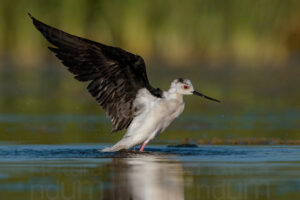 Black-winged Stilt images (Himantopus himantopus)
