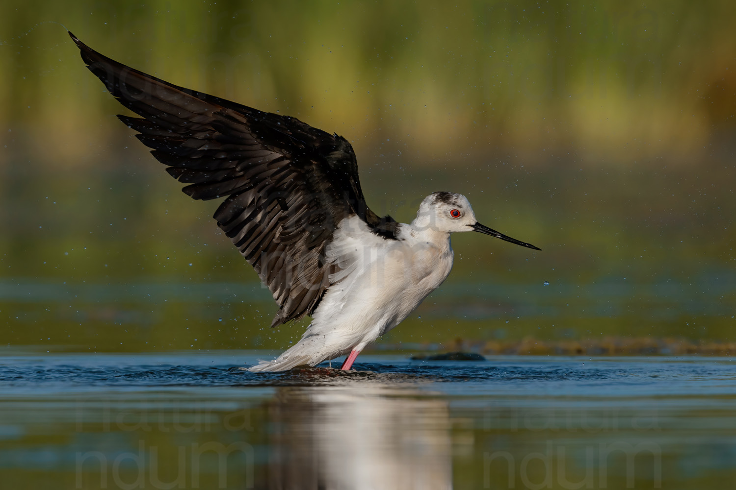 Foto di Cavaliere d'Italia (Himantopus himantopus)