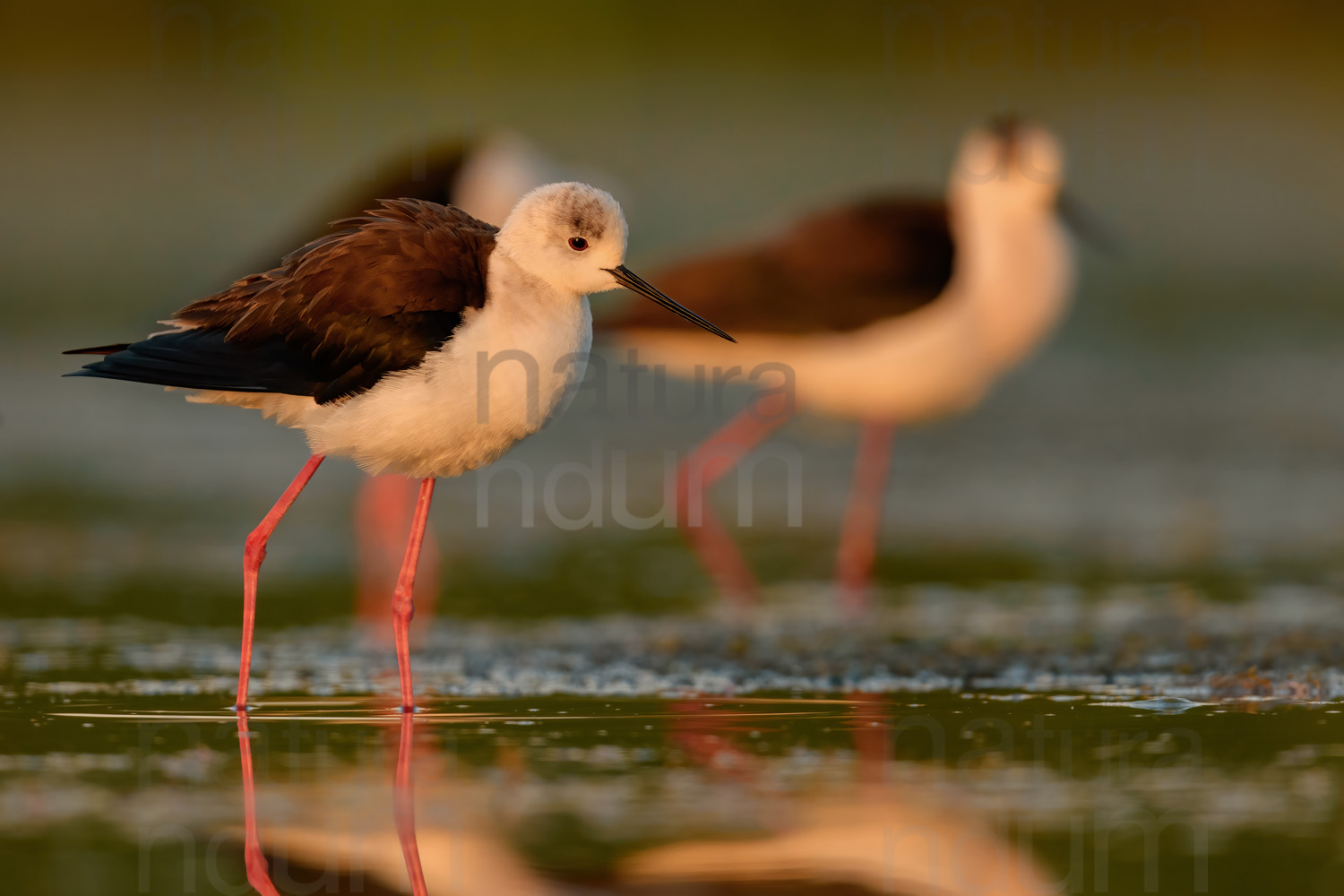 Foto di Cavaliere d'Italia (Himantopus himantopus)