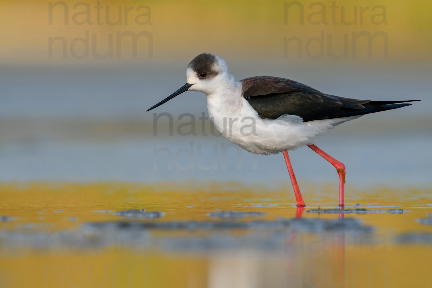 Foto di Cavaliere d'Italia (Himantopus himantopus)