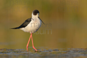 Foto di Cavaliere d'Italia (Himantopus himantopus)