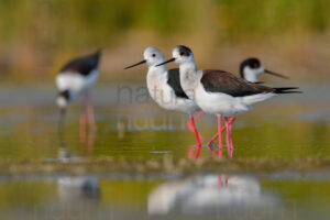 Foto di Cavaliere d'Italia (Himantopus himantopus)