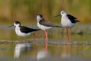 Black-winged Stilt images (Himantopus himantopus)