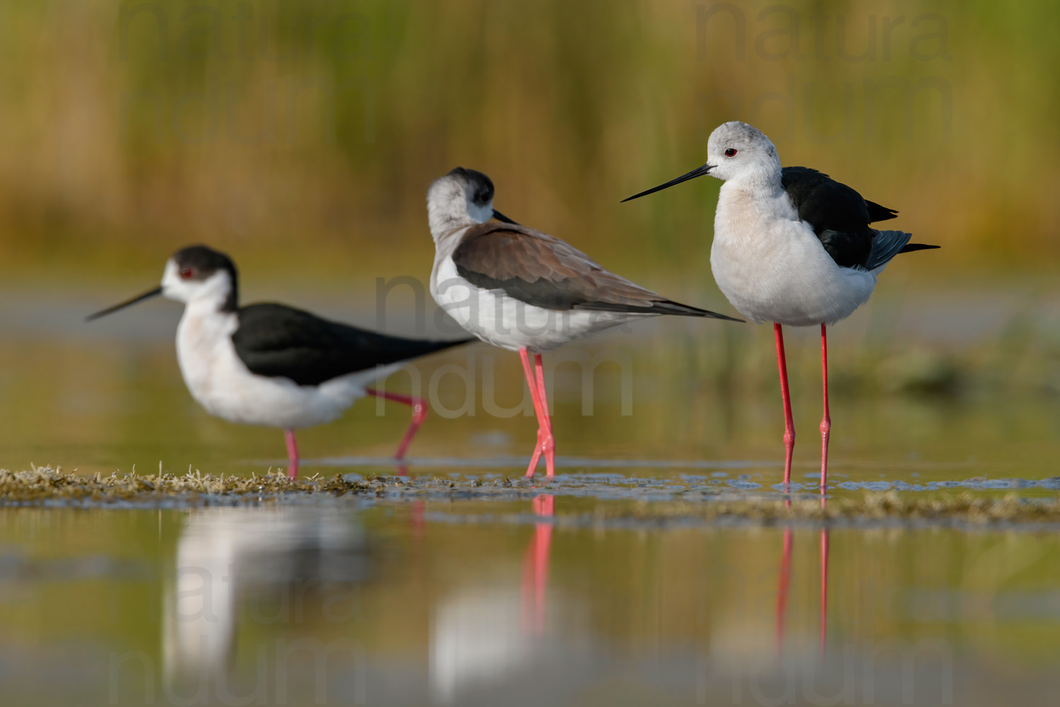 Foto di Cavaliere d'Italia (Himantopus himantopus)