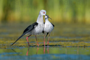 Black-winged Stilt images (Himantopus himantopus)