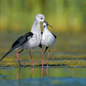 Foto di Cavaliere d'Italia (Himantopus himantopus)