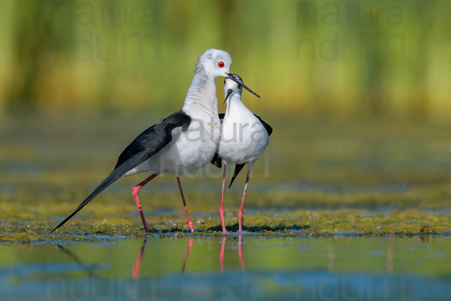 Foto di Cavaliere d'Italia (Himantopus himantopus)