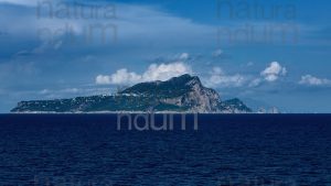 Foto di Capri e dei Faraglioni