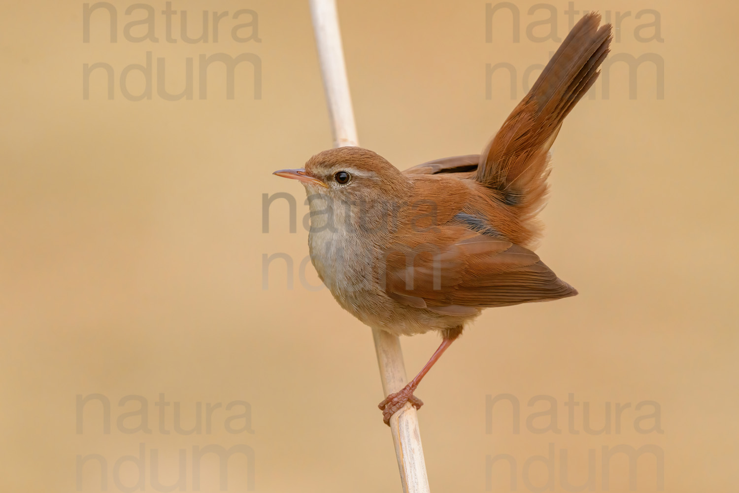 Photos of Cetti's Warbler (Cettia cetti)