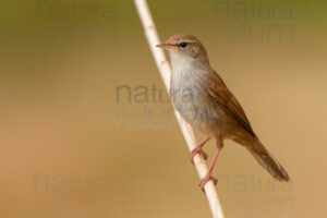 Photos of Cetti's Warbler (Cettia cetti)