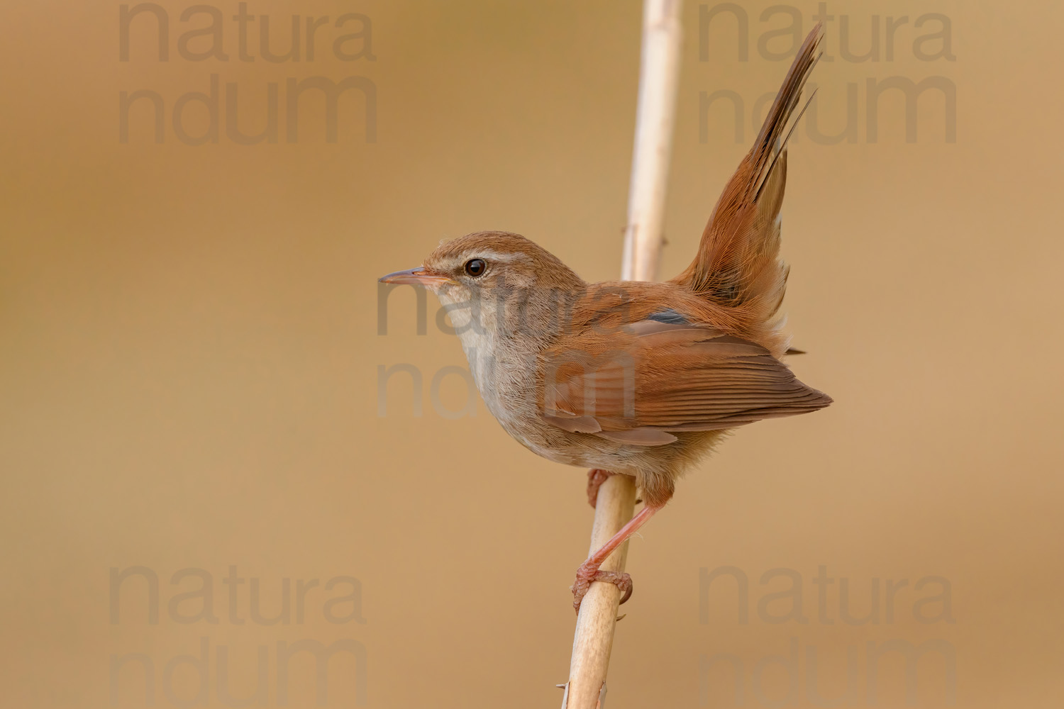 Photos of Cetti's Warbler (Cettia cetti)