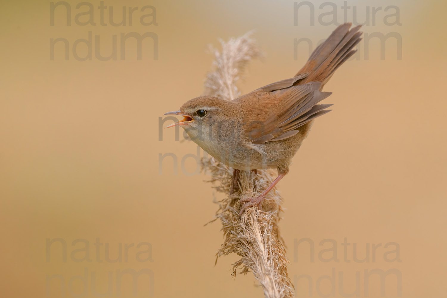 Photos of Cetti's Warbler (Cettia cetti)