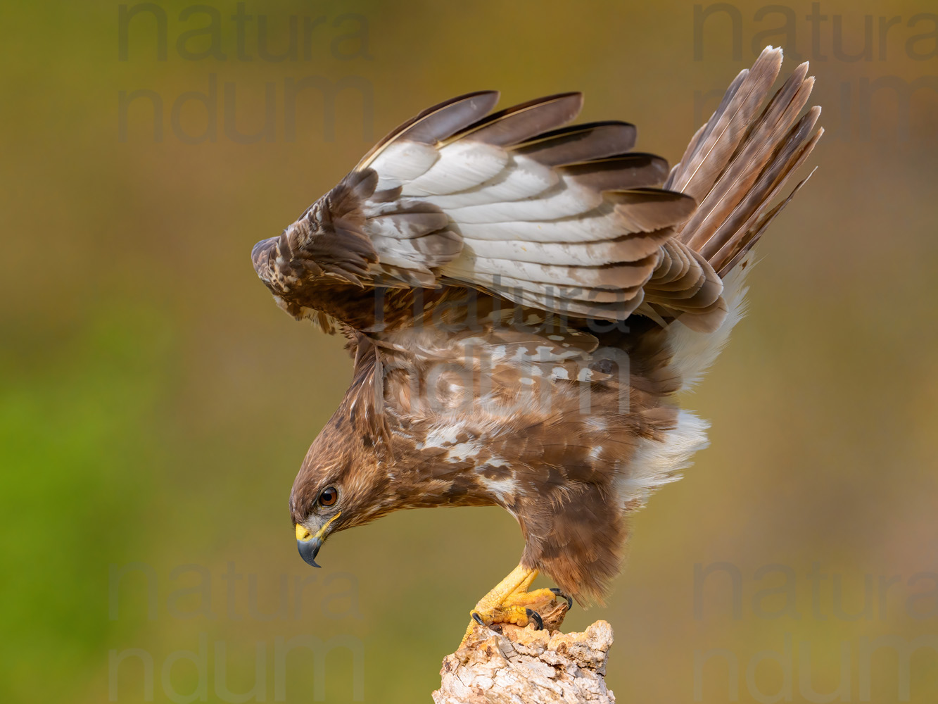 Foto di Poiana (Buteo buteo)