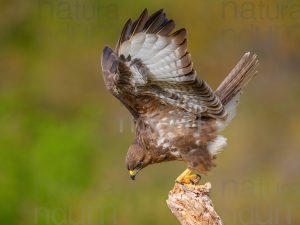 Photos of Common Buzzard (Buteo buteo)