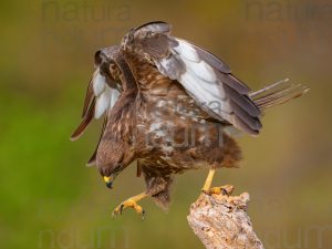 Photos of Common Buzzard (Buteo buteo)