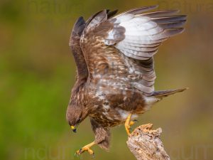 Foto di Poiana (Buteo buteo)