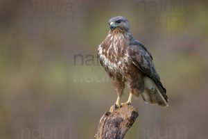 Photos of Common Buzzard (Buteo buteo)