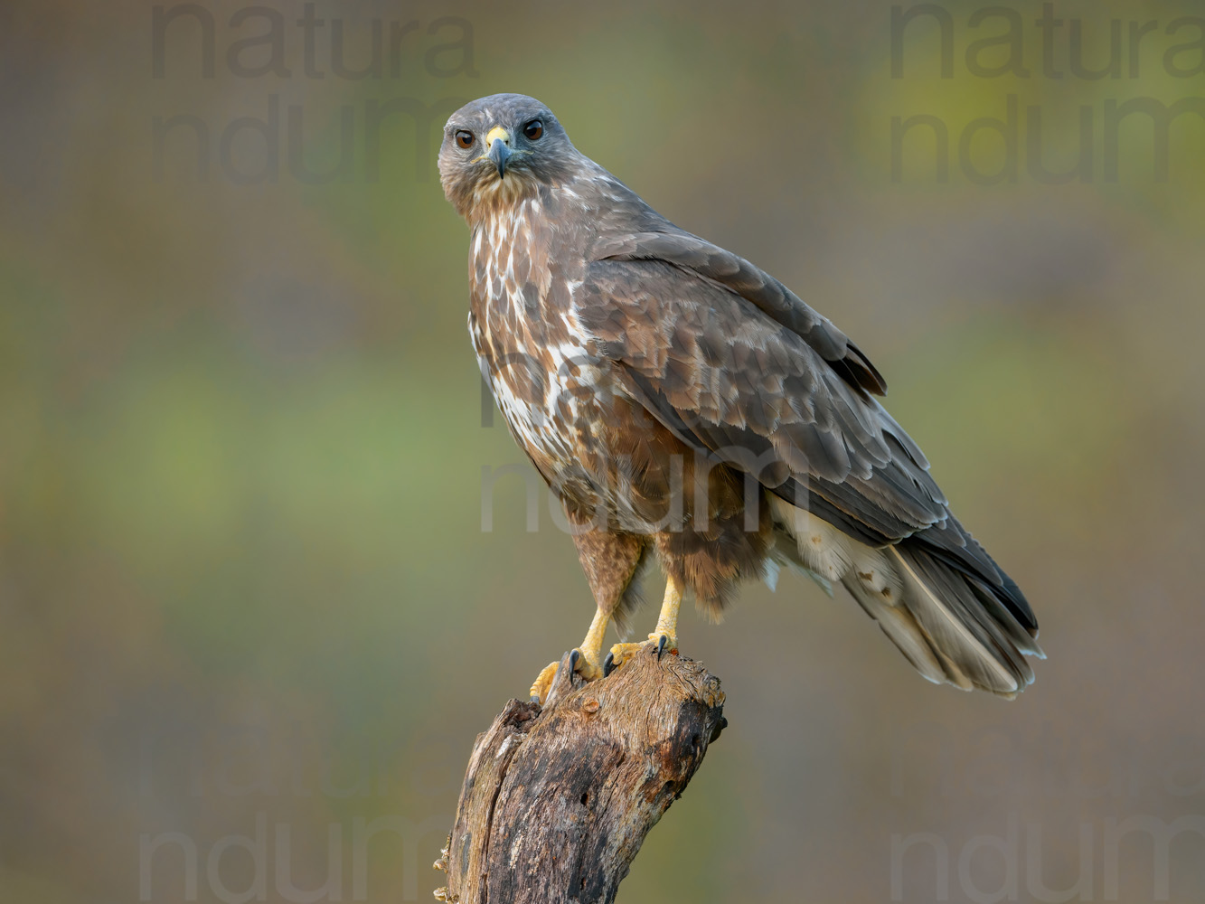 Foto di Poiana (Buteo buteo)