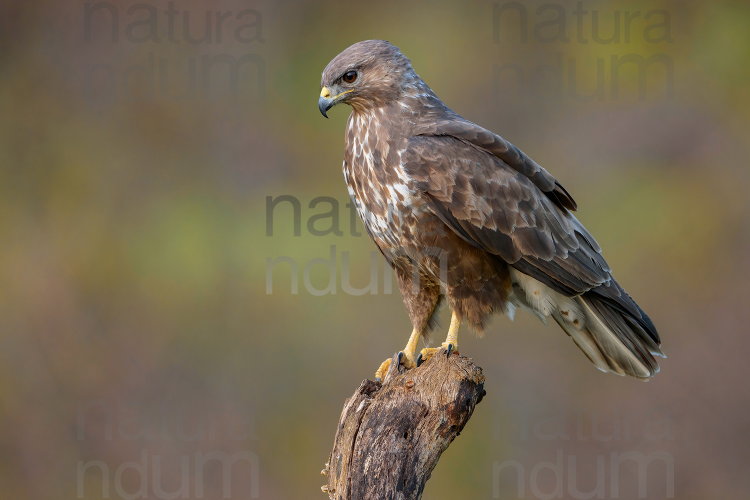 Photos of Common Buzzard (Buteo buteo)