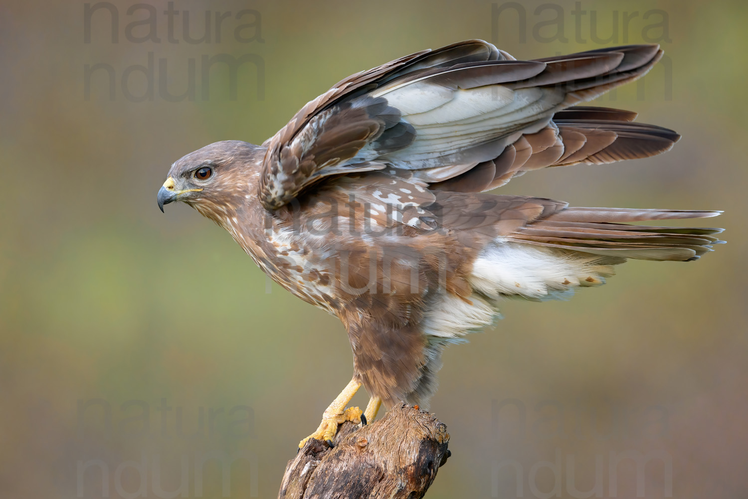 Foto di Poiana (Buteo buteo)