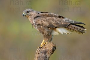 Foto di Poiana (Buteo buteo)