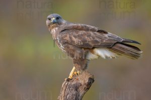 Foto di Poiana (Buteo buteo)