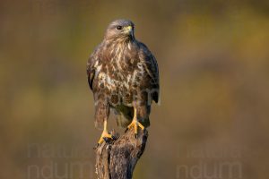 Foto di Poiana (Buteo buteo)