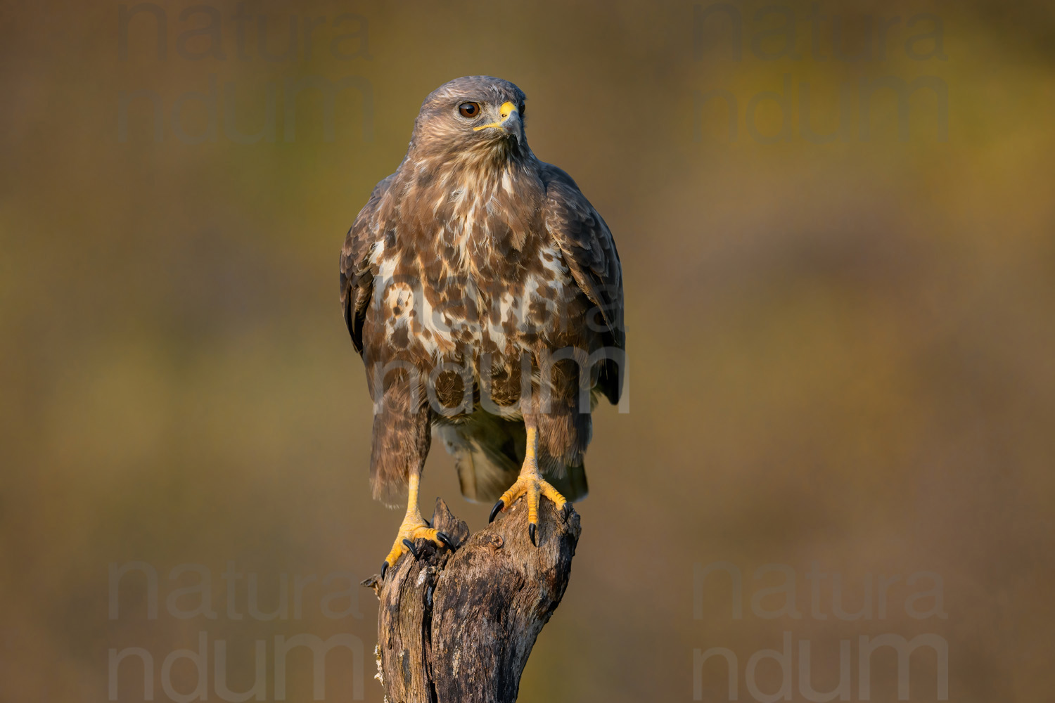 Photos of Common Buzzard (Buteo buteo)