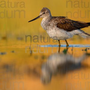 Foto di Pantana (Tringa nebularia)