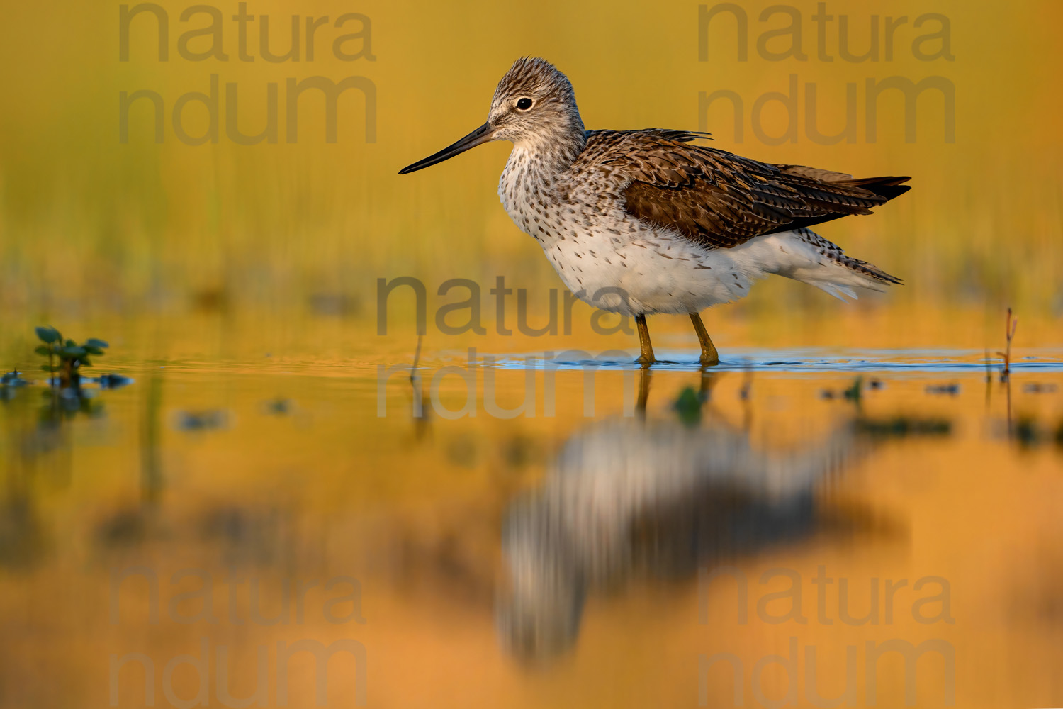 Foto di Pantana (Tringa nebularia)