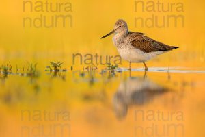 Foto di Pantana (Tringa nebularia)