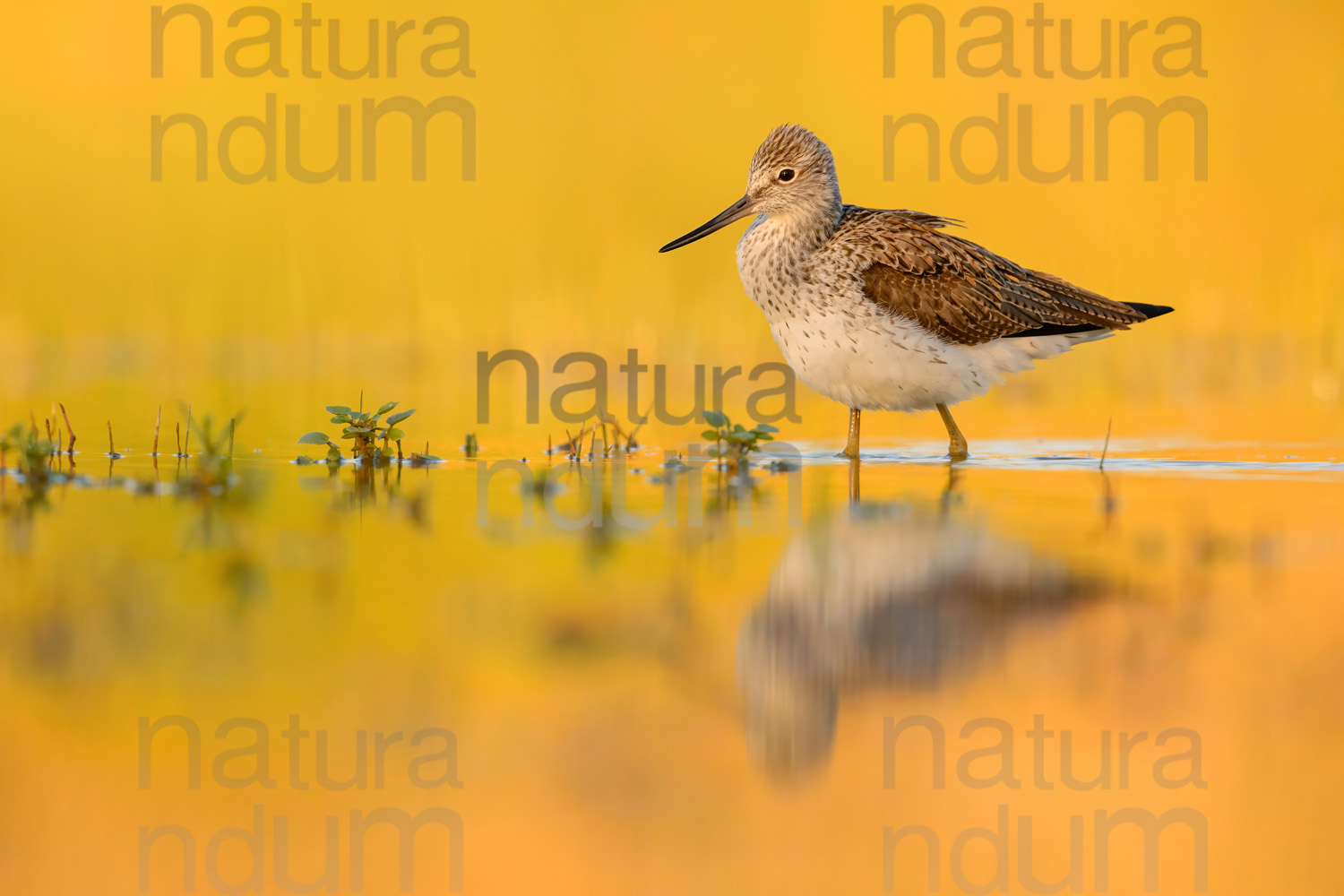 Foto di Pantana (Tringa nebularia)