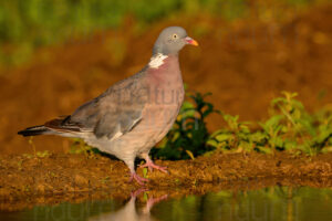 Photos of Common Wood Pigeon (Columba palumbus)