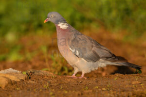 Photos of Common Wood Pigeon (Columba palumbus)