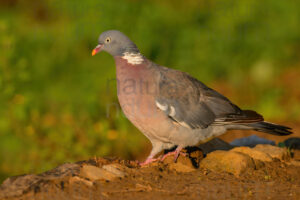 Photos of Common Wood Pigeon (Columba palumbus)