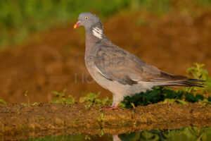 Photos of Common Wood Pigeon (Columba palumbus)