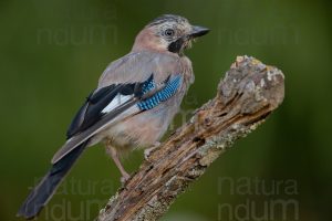Photos of Eurasian Jay (Garrulus glandarius)