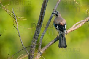 Photos of Eurasian Jay (Garrulus glandarius)