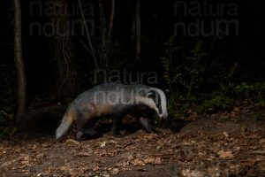 Photos of European badger (Meles meles)