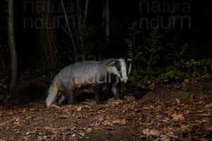 Photos of European badger (Meles meles)