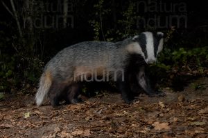 Photos of European badger (Meles meles)