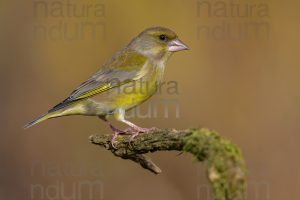 Foto di Verdoni (Chloris chloris)