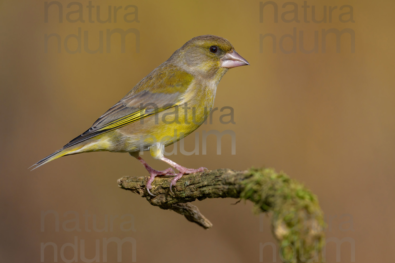 Photos of European Greenfinch (Chloris chloris)