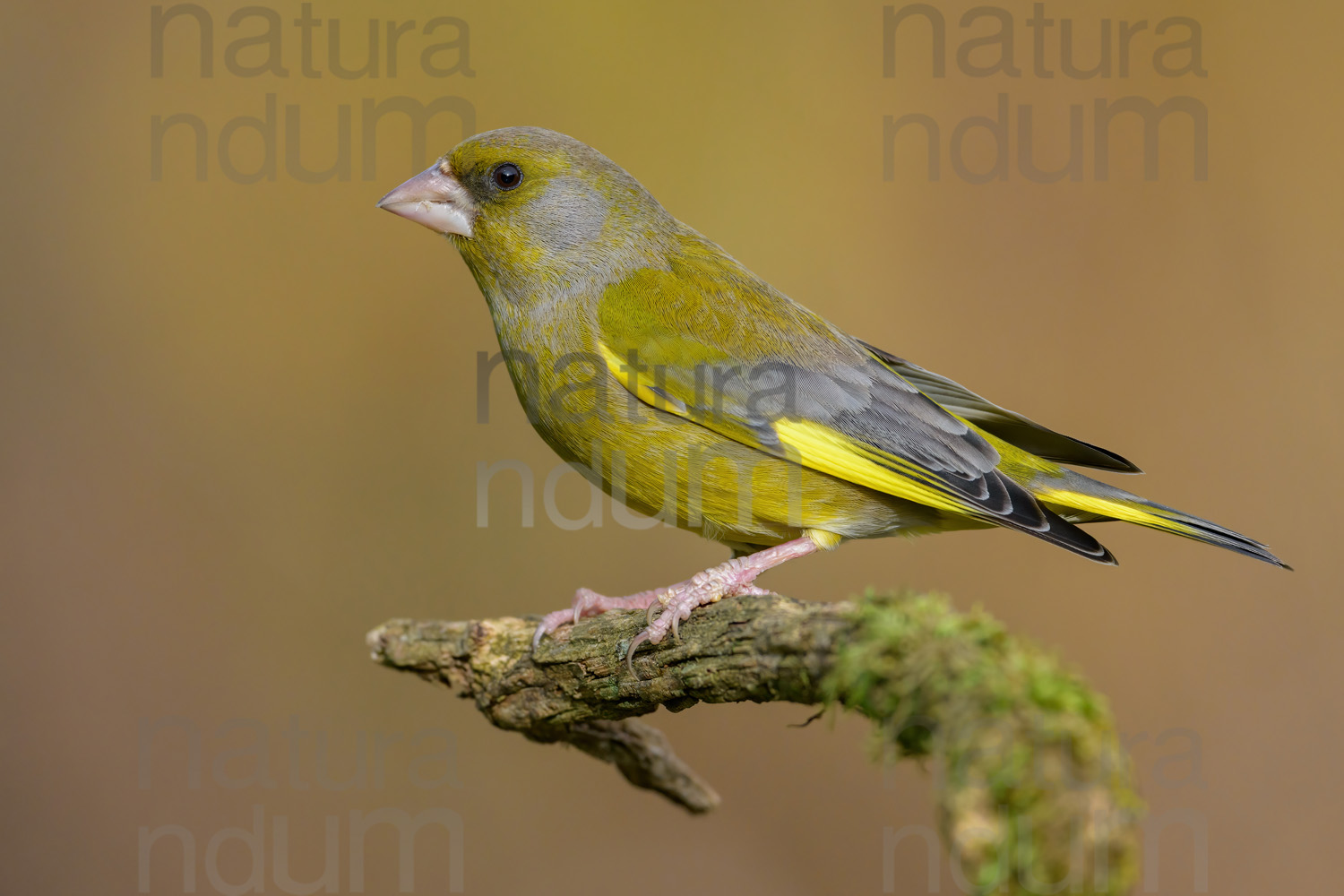 Foto di Verdoni (Chloris chloris)