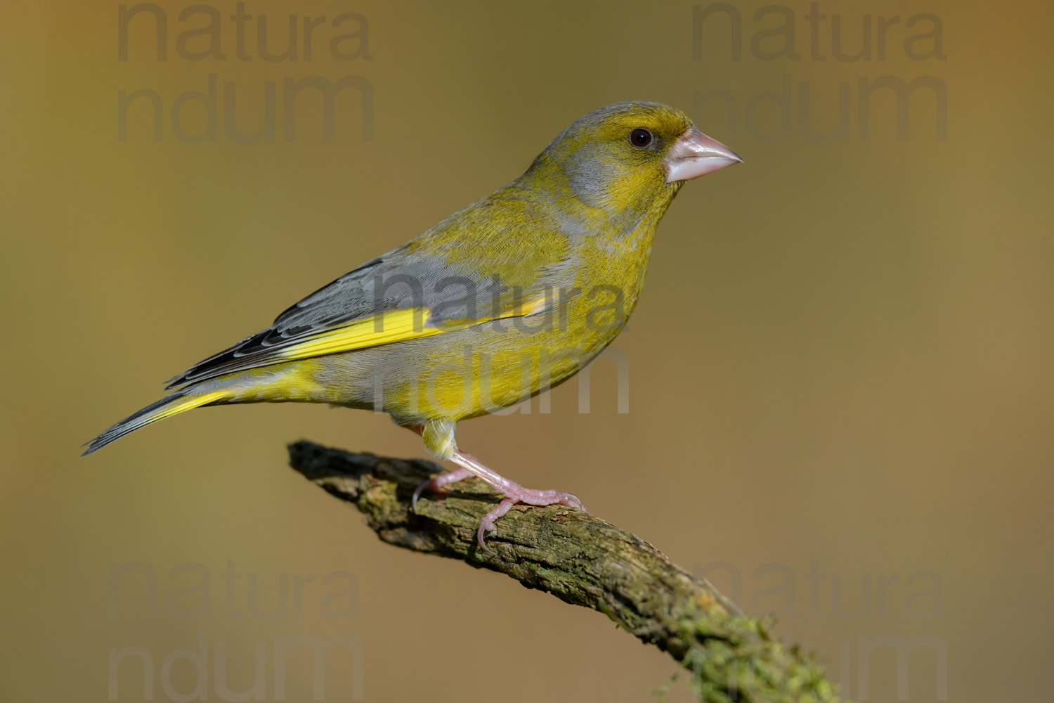 Foto di Verdoni (Chloris chloris)