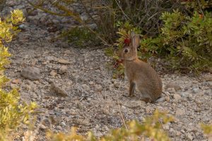 Photos of European Rabbit (Oryctolagus cuniculus)
