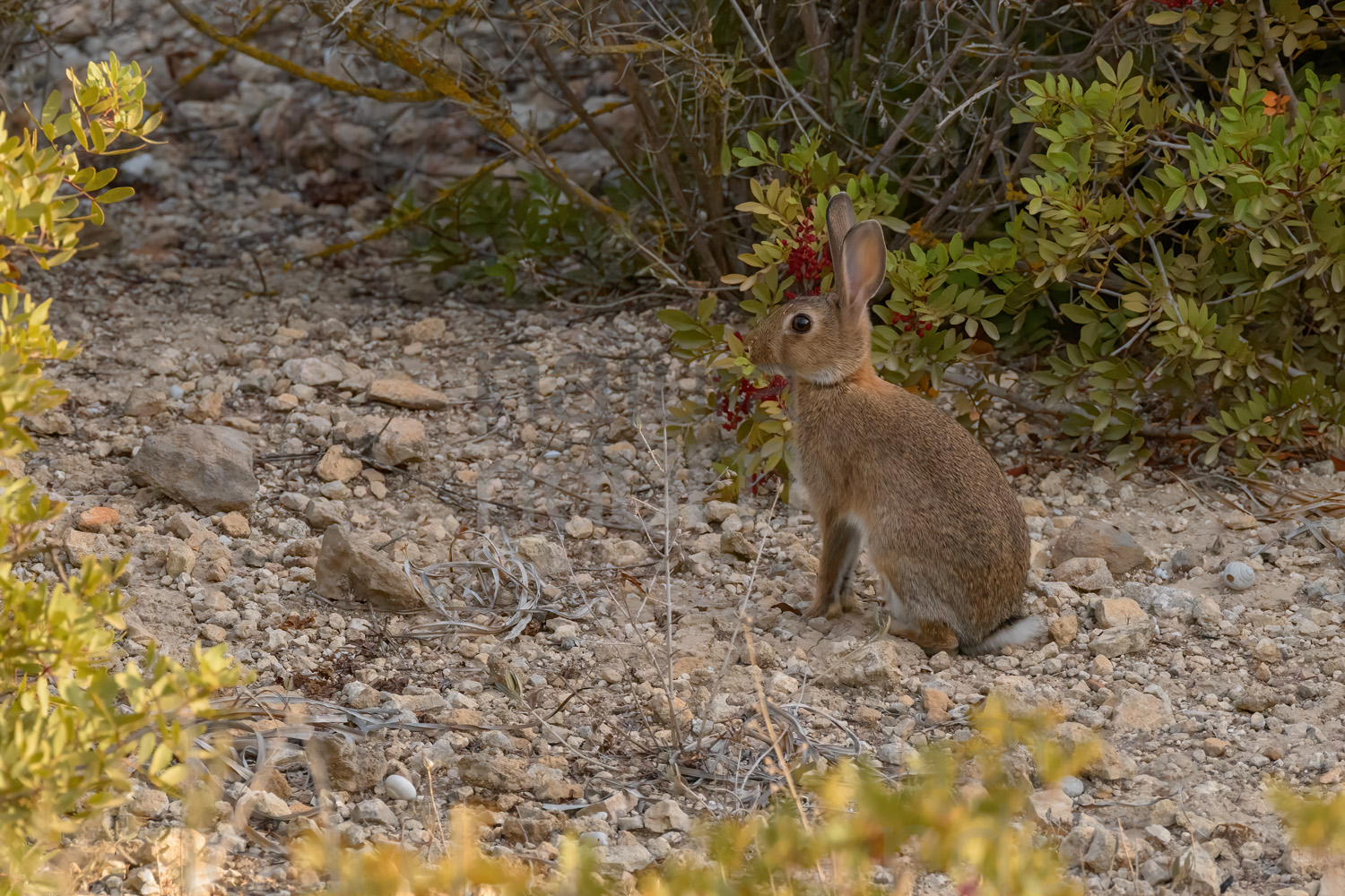 Foto di Coniglio selvatico (Oryctolagus cuniculus)