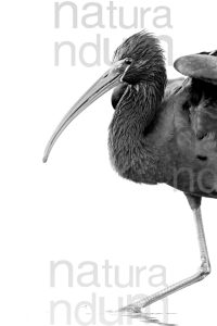 Photos of Glossy Ibis (Plegadis falcinellus)