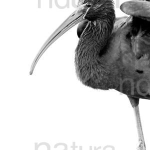 Photos of Glossy Ibis (Plegadis falcinellus)