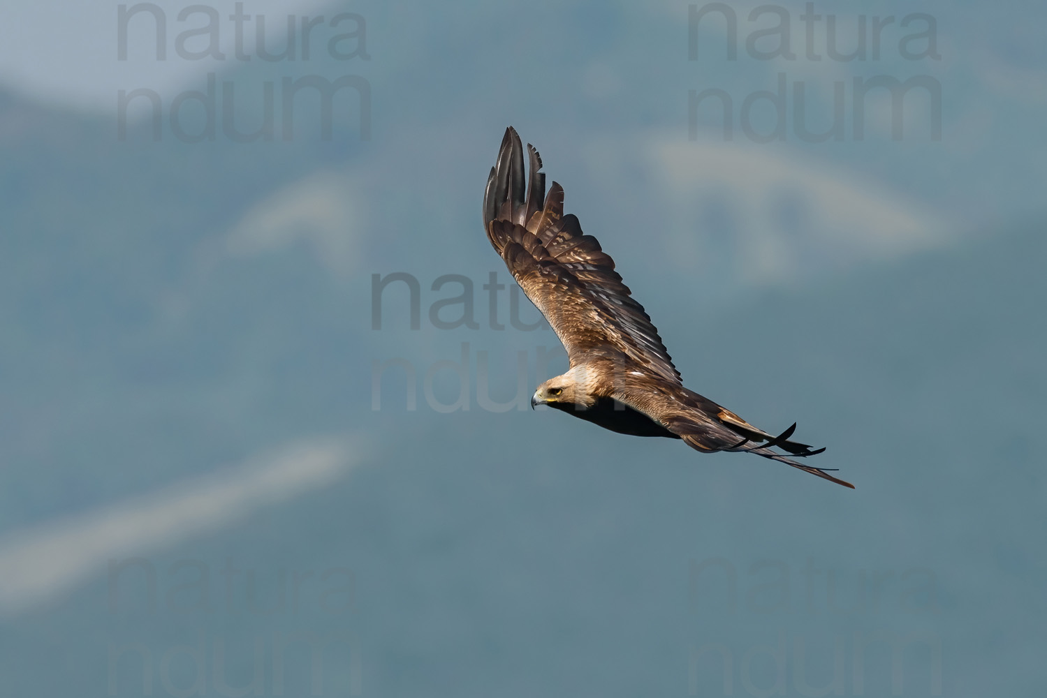 Foto di Aquila reale (Aquila chrysaetos)